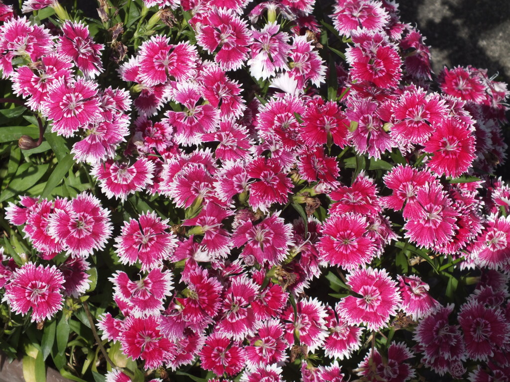 民家のダイアンサスナデシコ