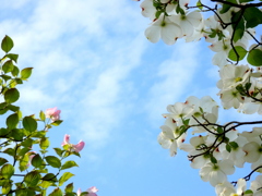 紅白ハナミズキの空