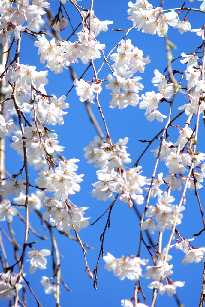 町屋の白い枝垂桜