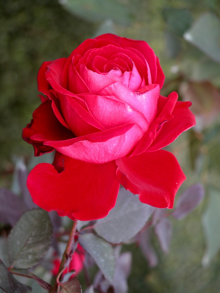 旧古川庭園のの秋の赤薔薇
