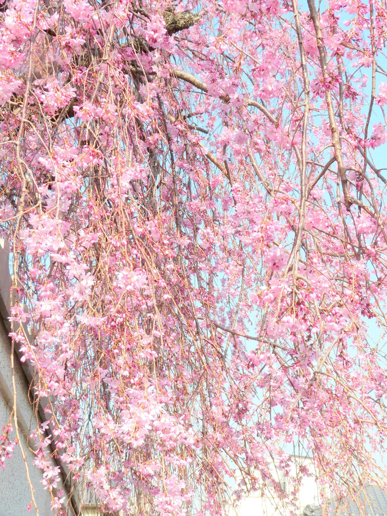 谷中の江戸彼岸系の八重紅枝垂れ桜