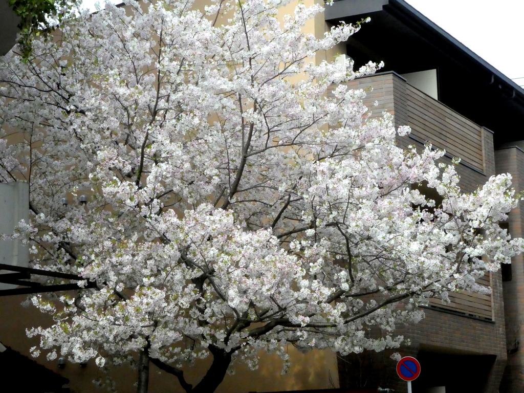 上野の山マンション前の大島桜