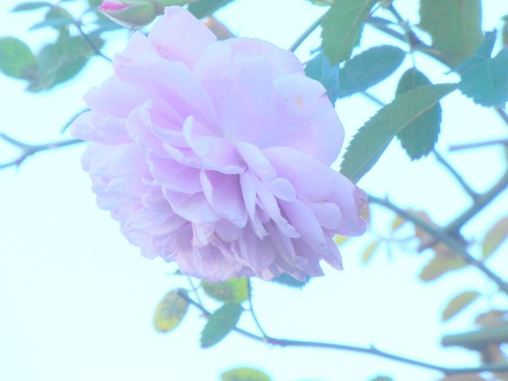 薔薇・レイニーブルー
