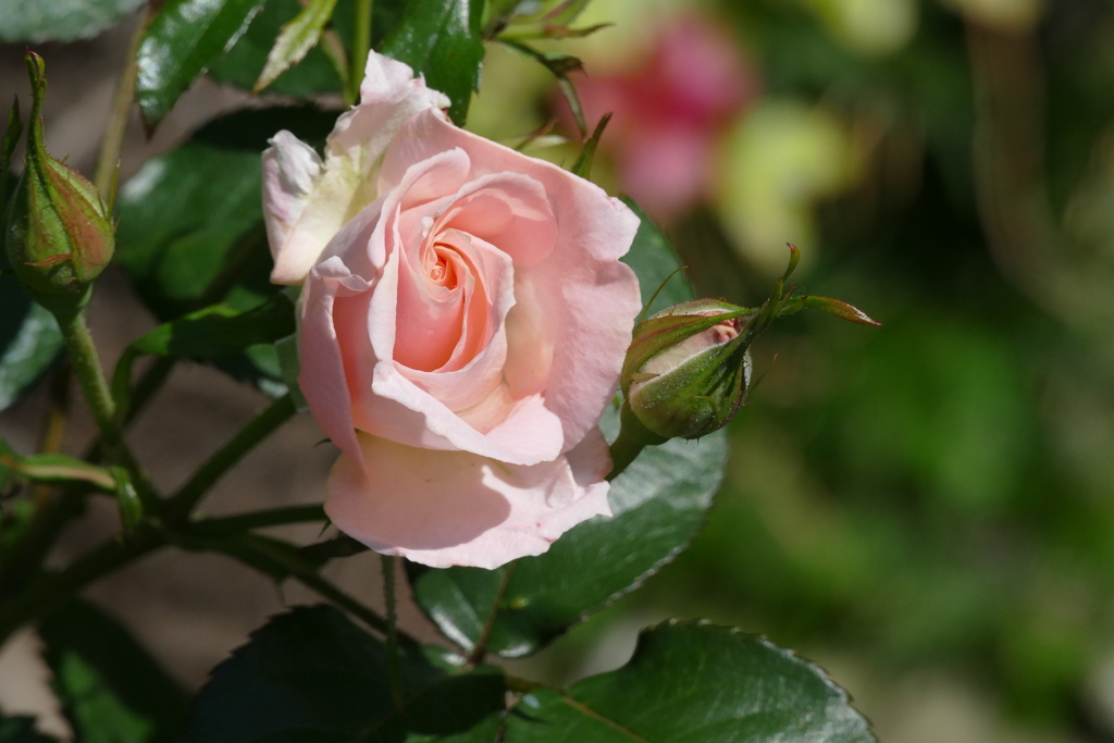 いびつな綺麗なピンクの薔薇