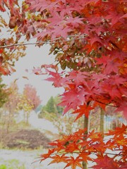 設定を間違えて撮った画像３