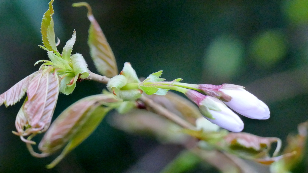 熊野桜もうすぐ時