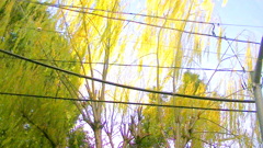 下谷三島神社の昔からの柳の紅葉