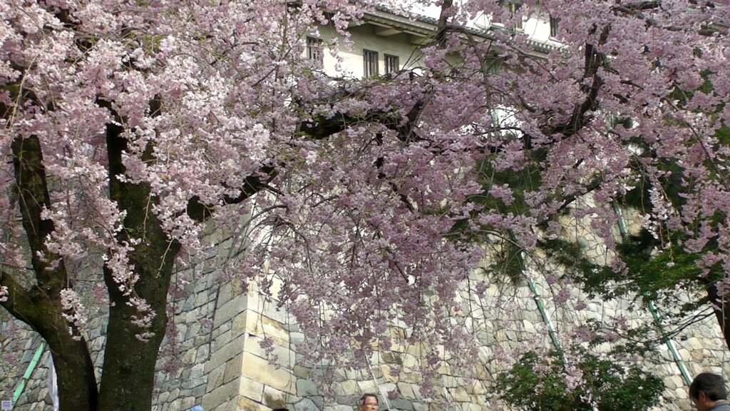 名古屋城の石垣と紅枝垂桜