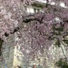名古屋城の石垣と紅枝垂桜