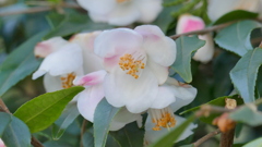 矮小の可愛い椿