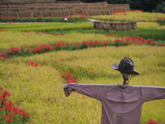 案山子に守られる棚田