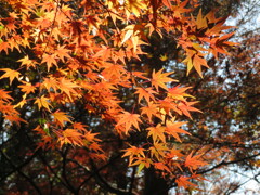 紅葉