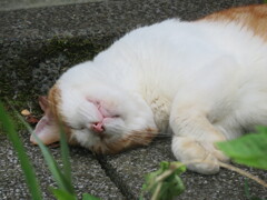 横たわる野良猫