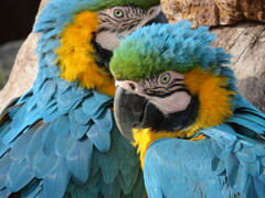 ２羽のルリコンゴウインコ