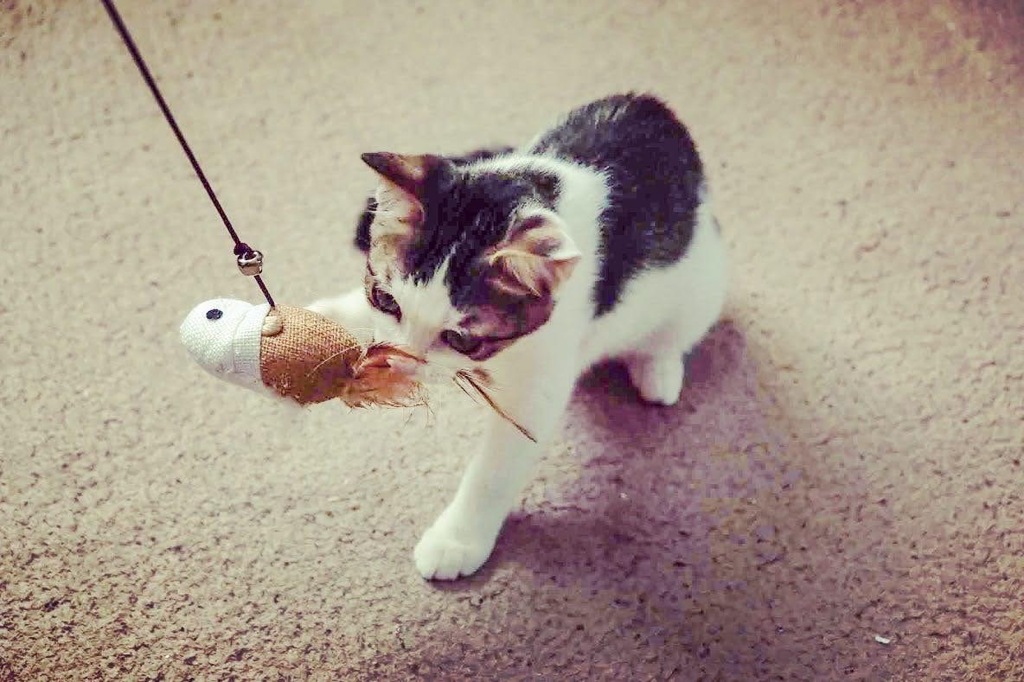 C3F3691C-9C2E-4E10-A972-16F04CFFB03E