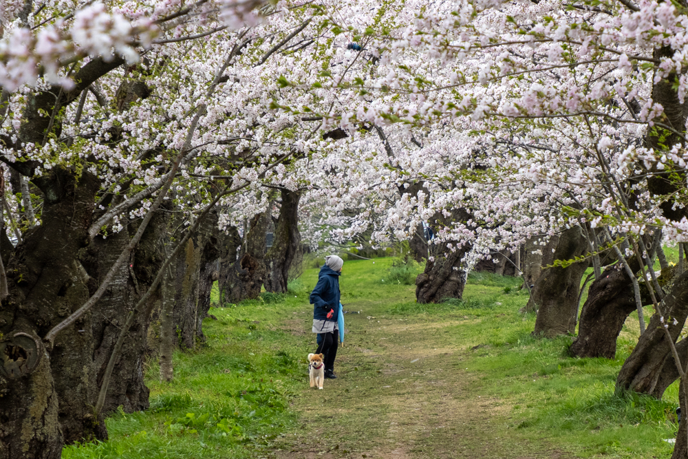川辺の桜２