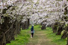川辺の桜２