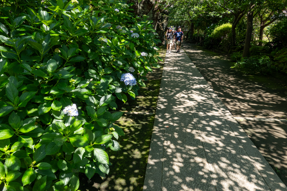 木洩れ日の紫陽花寺