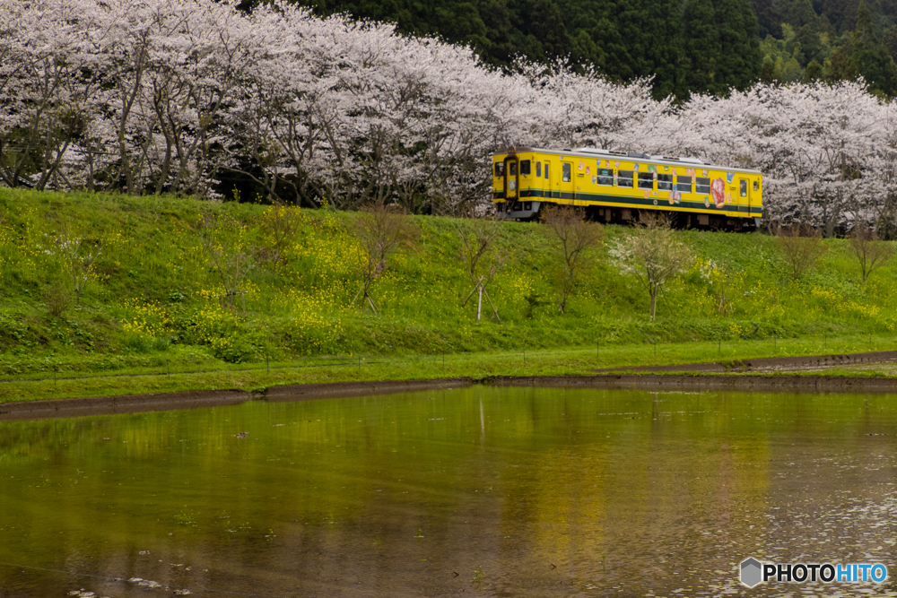 桜並木と黄色い電車