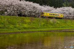 桜並木と黄色い電車
