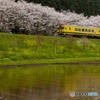 桜並木と黄色い電車