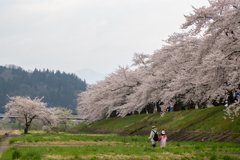 川辺の桜１
