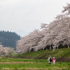 川辺の桜１