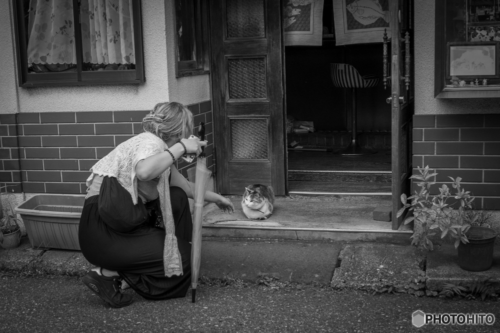 看板ねこ