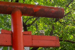 鳥居と動物①