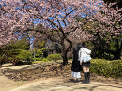 寒桜咲いた