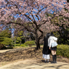 寒桜咲いた