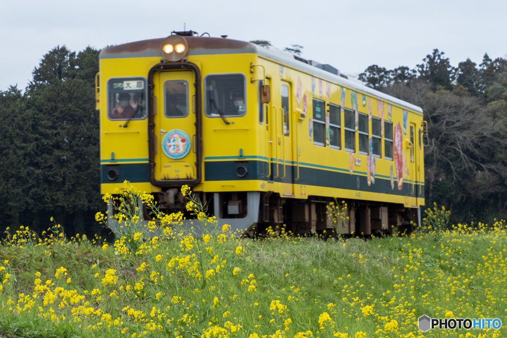 菜の花畑と黄色い電車