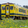 菜の花畑と黄色い電車