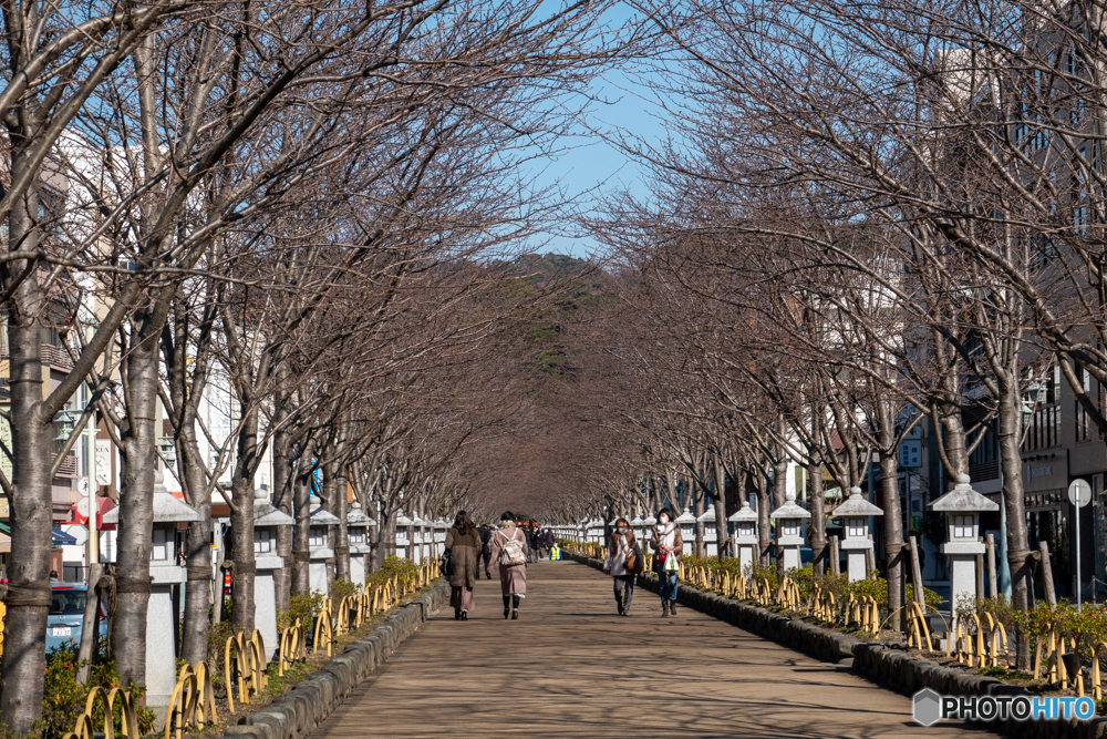冬の桜並木