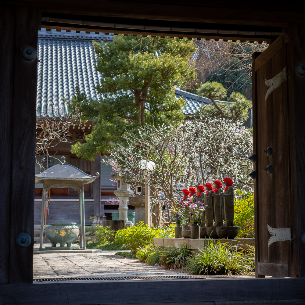 梅満開のお寺