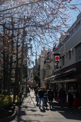冬桜咲く小路