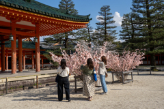おみくじの花