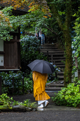 雨のあじさい寺