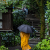 雨のあじさい寺