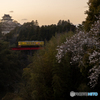 桜とお城と黄色い電車