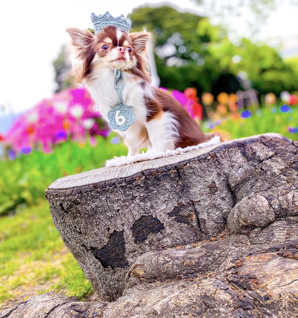 山下公園バースデーフォト