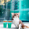 Tiffany cafe