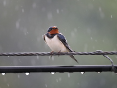 心地よい雨