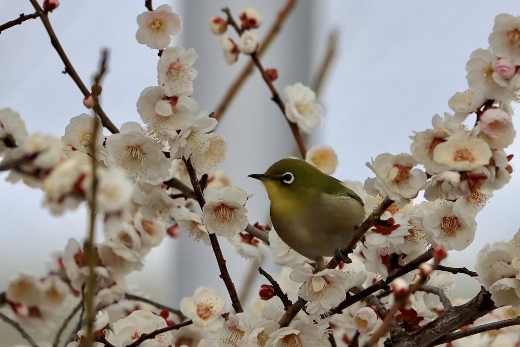 梅の花　メジロ