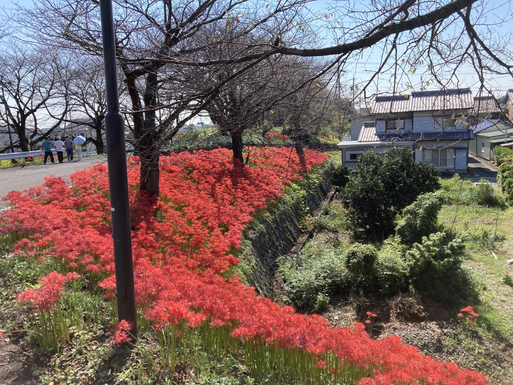 一面の彼岸花