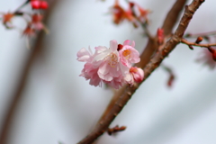 冬桜