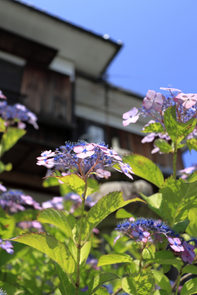 紫陽花と青空
