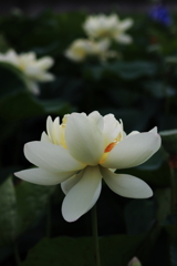 花ハス