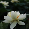 花ハス