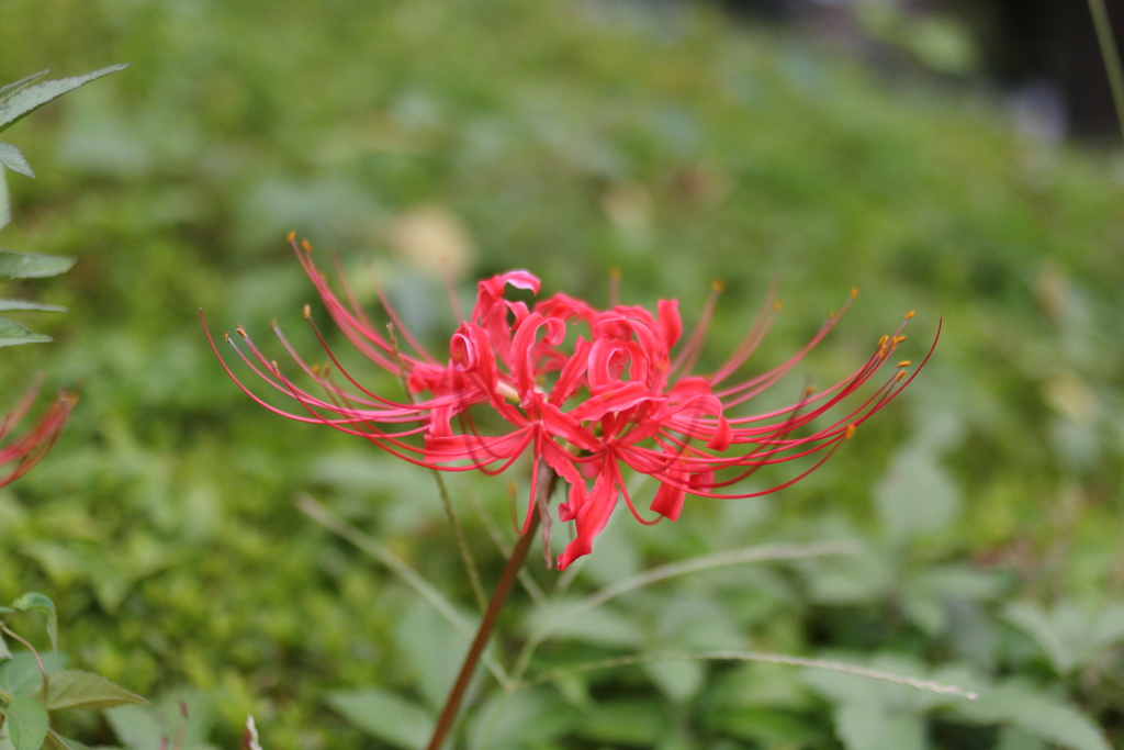 曼珠沙華